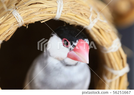 Konosu和櫻花鳥 56251667