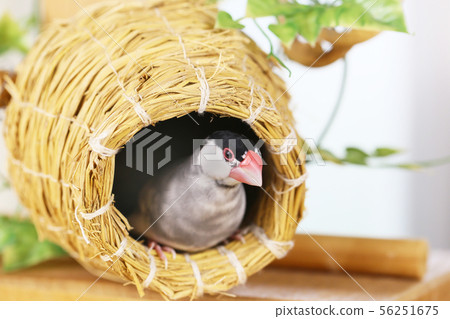 Konosu and Cherry Blossom Bird Konosu and Cherry Blossom Bird 56251675