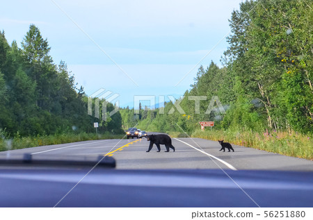 Black bear with small baby cub crossing george parks highway road in Denali State park, Alaska 56251880