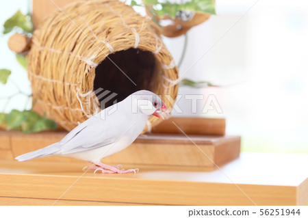 Spider web and female silver bird Spider web and female silver bird 56251944