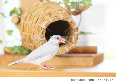 Spider web and female silver bird 56251947