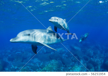 Dolphin Dolphin 56251954
