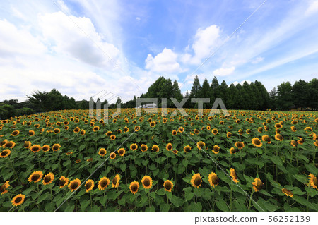 Sunflower 2248 56252139