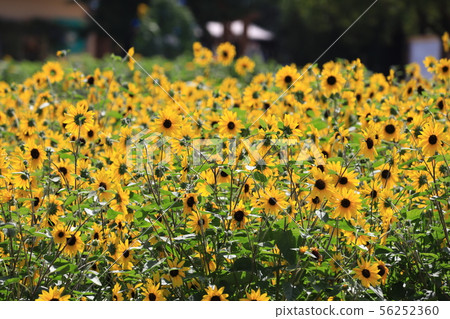 Sunflower 2146 56252360