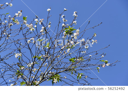 Bewilderment 56252492