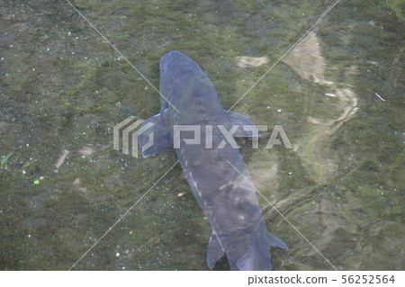 一條鯉魚 56252564