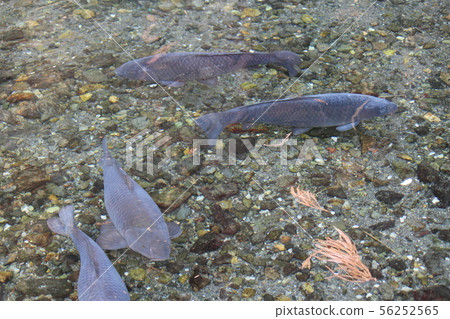 一條鯉魚 一條鯉魚 56252565