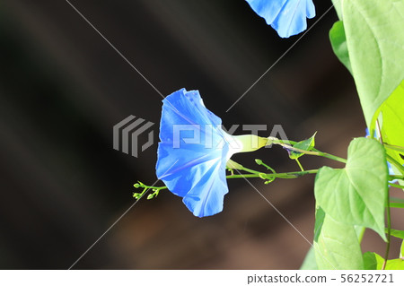 牽牛花103 56252721