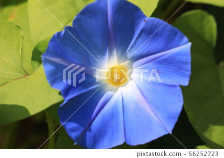 牽牛花104 56252723