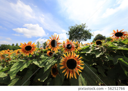 Red sunflower 2135 Red sunflower 2135 56252766