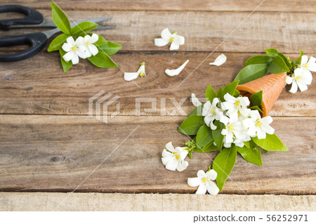 white flowers jasmine local flora of asia in cone  56252971