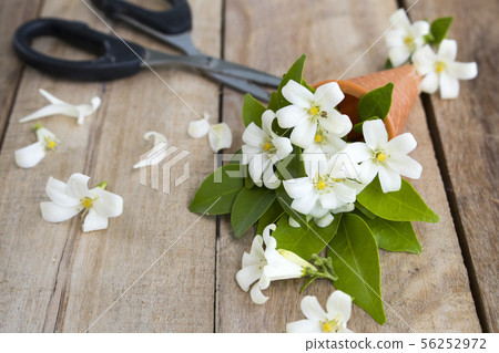 white flowers jasmine local flora of asia in cone white flowers jasmine local flora of asia in cone 56252972