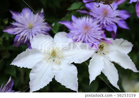 Clematis 56253159