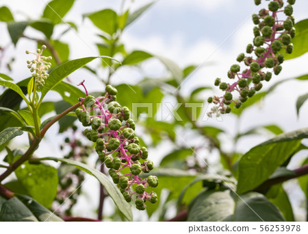 American pokeweed 56253978