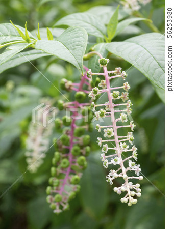 American pokeweed American pokeweed 56253980