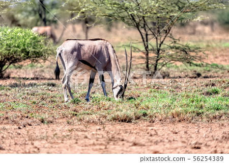 East African oryx, Awash Ethiopia 56254389