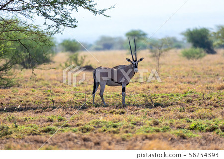 East African oryx, Awash Ethiopia 56254393