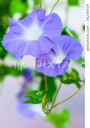 Summer feature morning glory Summer feature morning glory 56256429