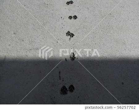footprint 56257702