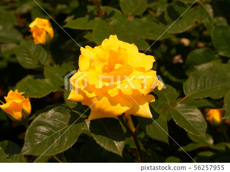 Rose Mitchii 56257955