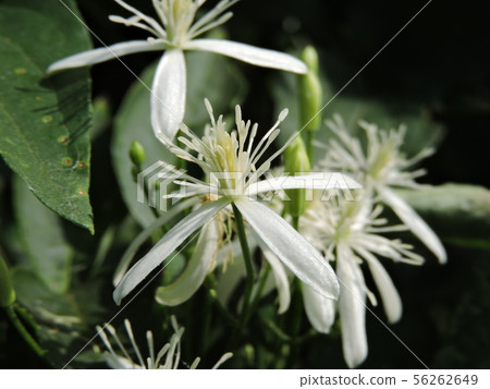 Sengenesou flower 56262649