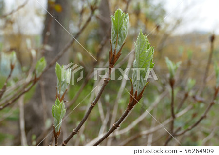 Young leaves of Kashiba Hydrangea Young leaves of Kashiba Hydrangea 56264909