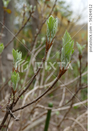 Kashiba八仙花屬年輕葉子 56264912