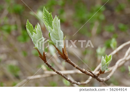 Kashiba八仙花屬年輕葉子 Kashiba八仙花屬年輕葉子 56264914