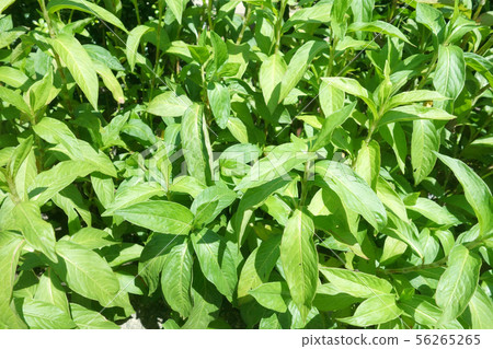 自然風光Aizen Ainoha 56265265