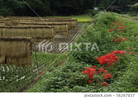 Landscape with ined rug 56267837
