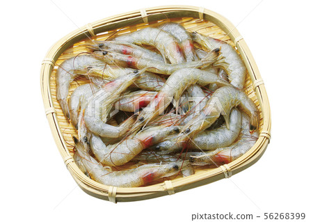 Shiba Shrimp 03（帶通行證） 56268399