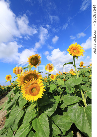 Sunflower 1917 56268644