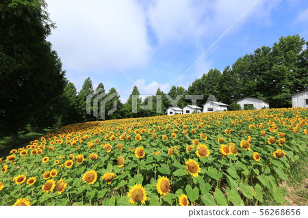 Sunflower 1934 56268656