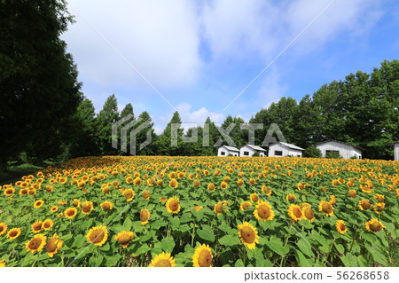 Sunflower 1936 Sunflower 1936 56268658