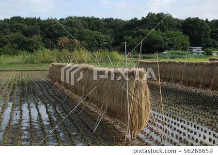 Landscape with ined rug Landscape with ined rug 56268659