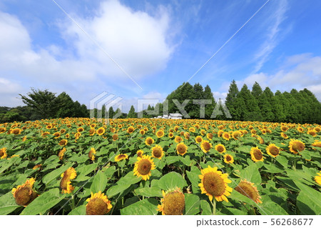 Sunflower 1944 56268677