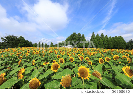 Sunflower 1945 56268680