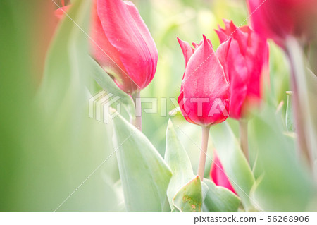 = Flower = Tulip No.1 56268906