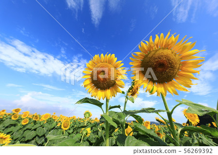 Sunflower 1746 Sunflower 1746 56269392