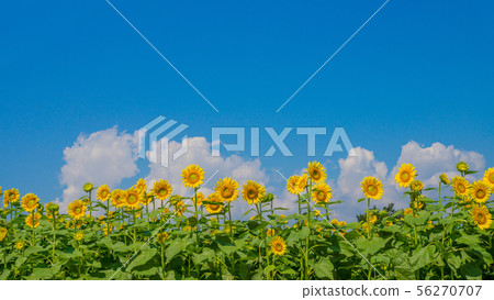 Sunflower 16: 9 56270707