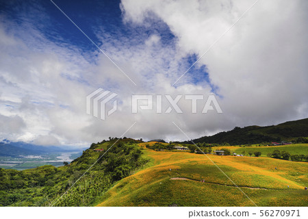 六十石山黃澄澄的金針花海 56270971