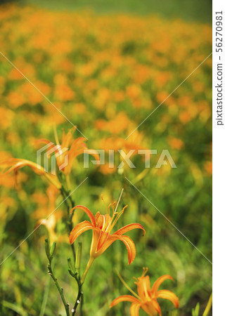 六十石山黃澄澄的金針花海 六十石山黃澄澄的金針花海 56270981