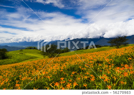 六十石山黃澄澄的金針花海 56270983