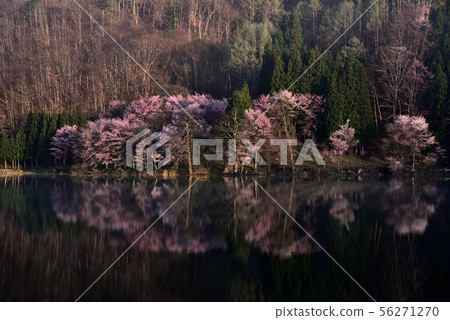 Lake Nakatsuna Cherry blossoms 56271270