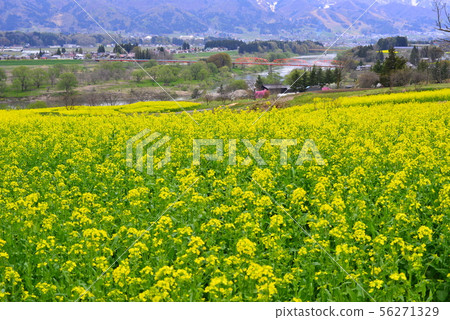 Rape Flower Festival Nagano Iiyama 56271329