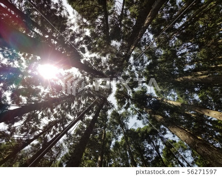 Cedar trees extending into the sky Cedar trees extending into the sky 56271597
