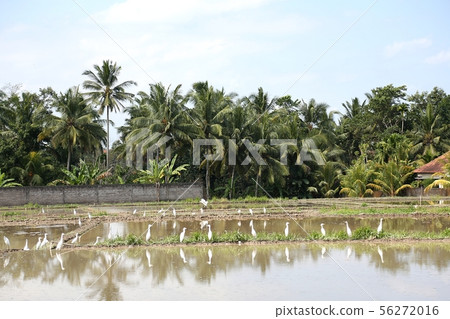 Bali countryside Bali countryside 56272016
