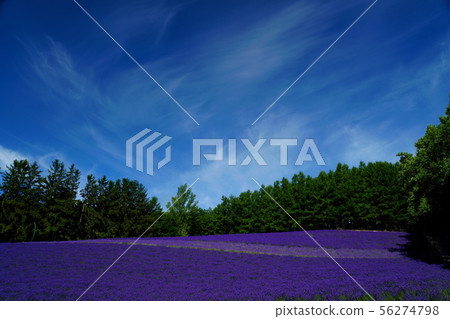 北海道夏季富良野薰衣草 56274798