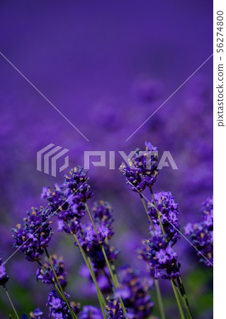 北海道夏季富良野薰衣草 56274800