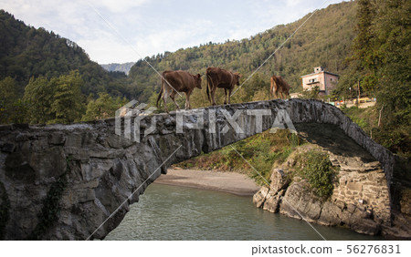 Brown cows walking on bridge road in the Georgian village Brown cows walking on bridge road in the Georgian village 56276831